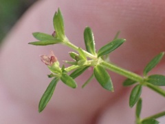 Galium nuttallii