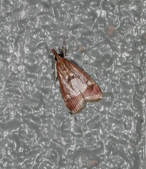 Syntonarcha iriastis