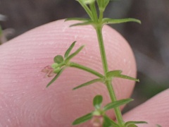 Galium nuttallii