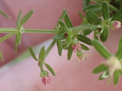 Galium nuttallii