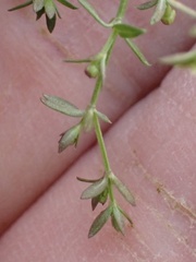 Galium nuttallii