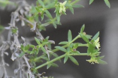 Galium nuttallii