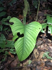 Philodendron ernestii