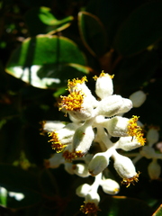 Brachyglottis elaeagnifolia