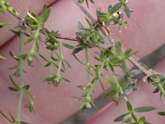 Galium nuttallii