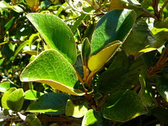 Brachyglottis elaeagnifolia