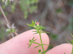 Galium nuttallii
