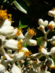 Brachyglottis elaeagnifolia