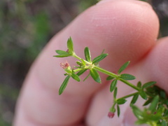 Galium nuttallii