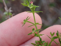 Galium nuttallii