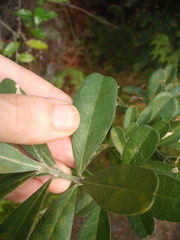 Callistachys lanceolata