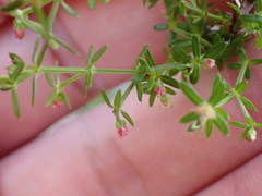 Galium nuttallii