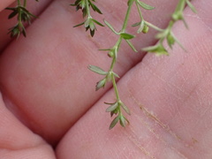 Galium nuttallii
