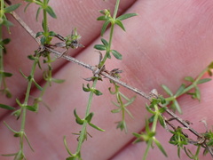 Galium nuttallii