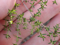 Galium nuttallii