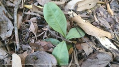 Labisia pumila