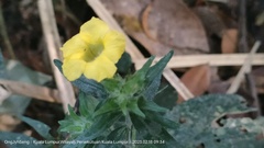 Strobilanthes crispus