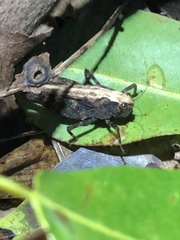 Paurotarsus