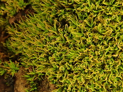 Trichostomum brachydontium
