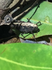 Paurotarsus