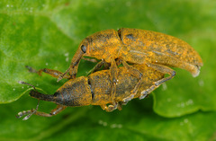 Lixus bardanae