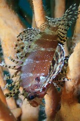 Dendrochirus brachypterus