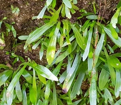 Pyrrosia