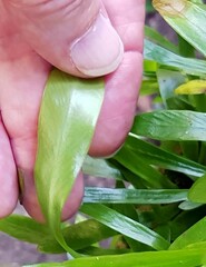 Pyrrosia