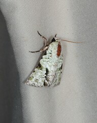 Acronicta psorallina