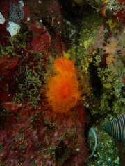 Balanophyllia elegans