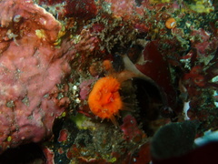 Balanophyllia elegans