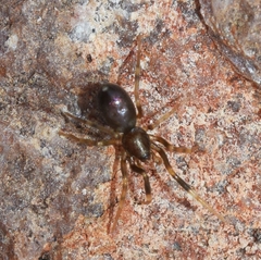 Liophrurillus flavitarsis