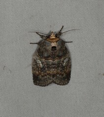 Archigargetta amydra