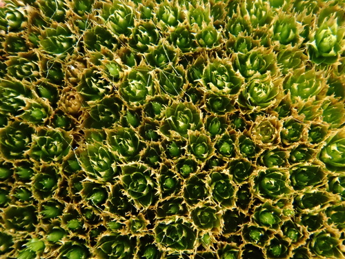 Rosulabryum image