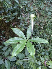 Arisaema leschenaultii