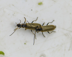 Rhagonycha nigriventris