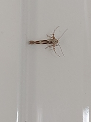 Argyresthia goedartella