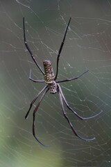 Trichonephila antipodiana