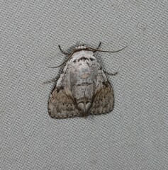 Barasa cymatistis