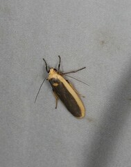 Brunia dorsalis