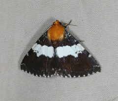 Buzara latizona