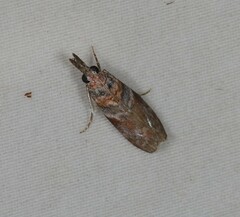 Calguia defiguralis