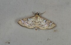 Cotachena hicana