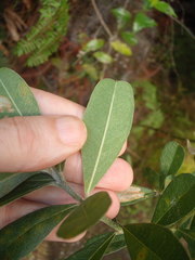 Callistachys lanceolata