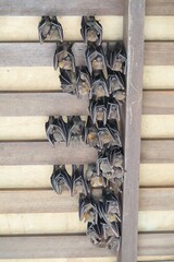 Cynopterus brachyotis