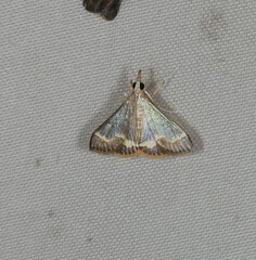 Clupeosoma pellucidalis