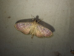Pramadea lunalis