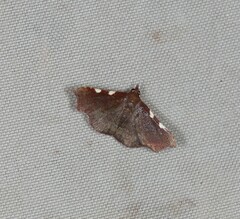 Corgatha dichionistis