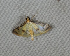 Cotachena aluensis
