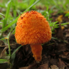 Agaricus crocopeplus